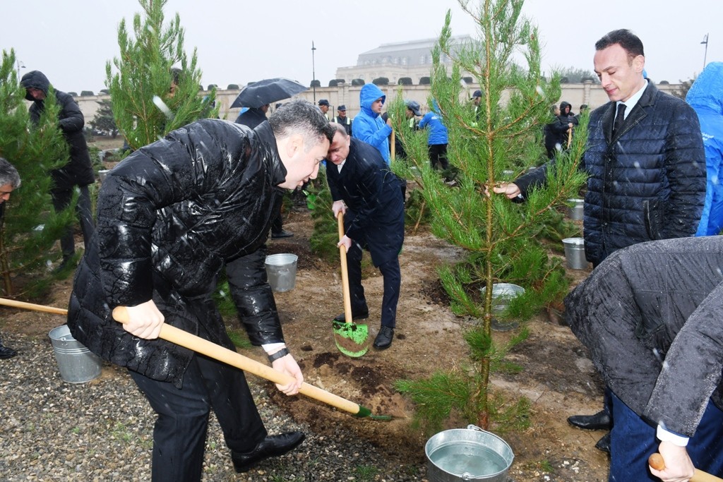 Paytaxtda Zəfərin  5-ci ildönümünə həsr edilən ağacəkmə aksiyası keçirilib - FOTOLAR