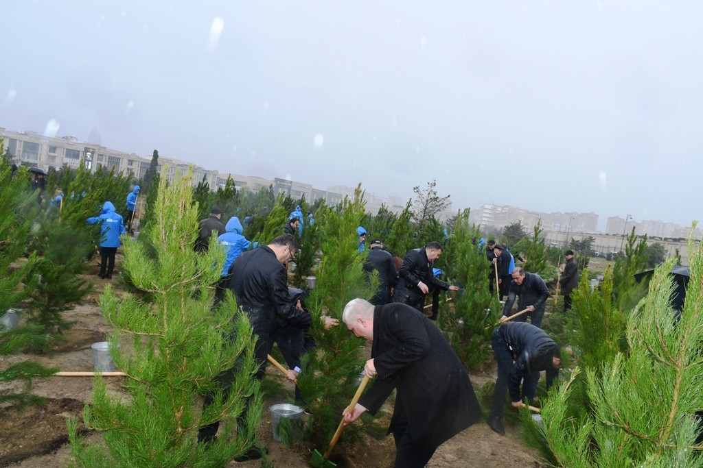 Paytaxtda Zəfərin  5-ci ildönümünə həsr edilən ağacəkmə aksiyası keçirilib - FOTOLAR