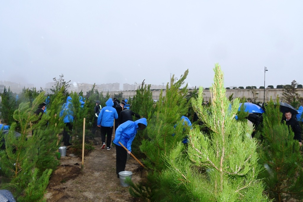 Paytaxtda Zəfərin  5-ci ildönümünə həsr edilən ağacəkmə aksiyası keçirilib - FOTOLAR