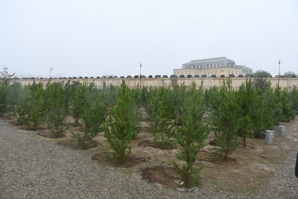 Paytaxtda Zəfərin  5-ci ildönümünə həsr edilən ağacəkmə aksiyası keçirilib - FOTOLAR