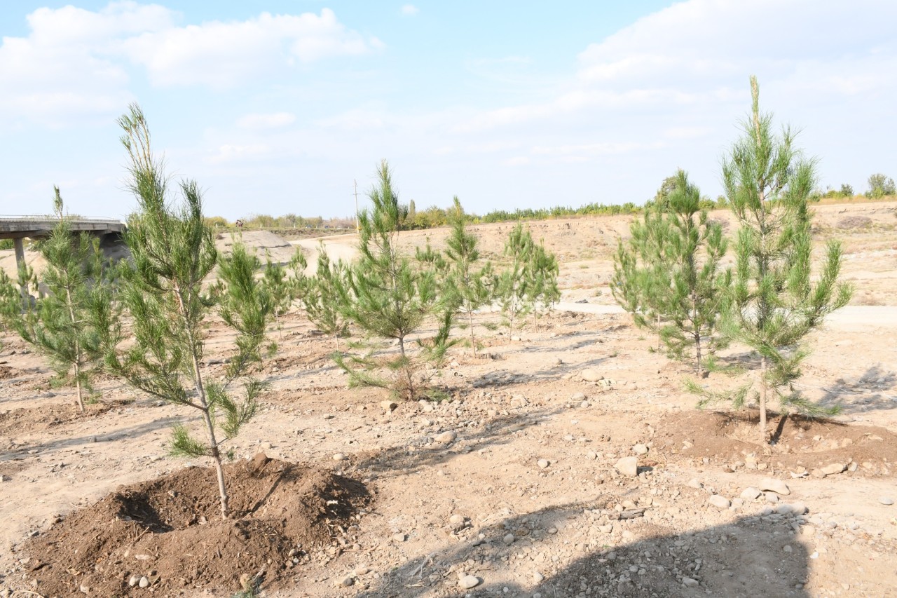 Ağdamda Zəfər Gününə həsr olunmuş ağacəkmə aksiyası təşkil edilib - FOTOLAR