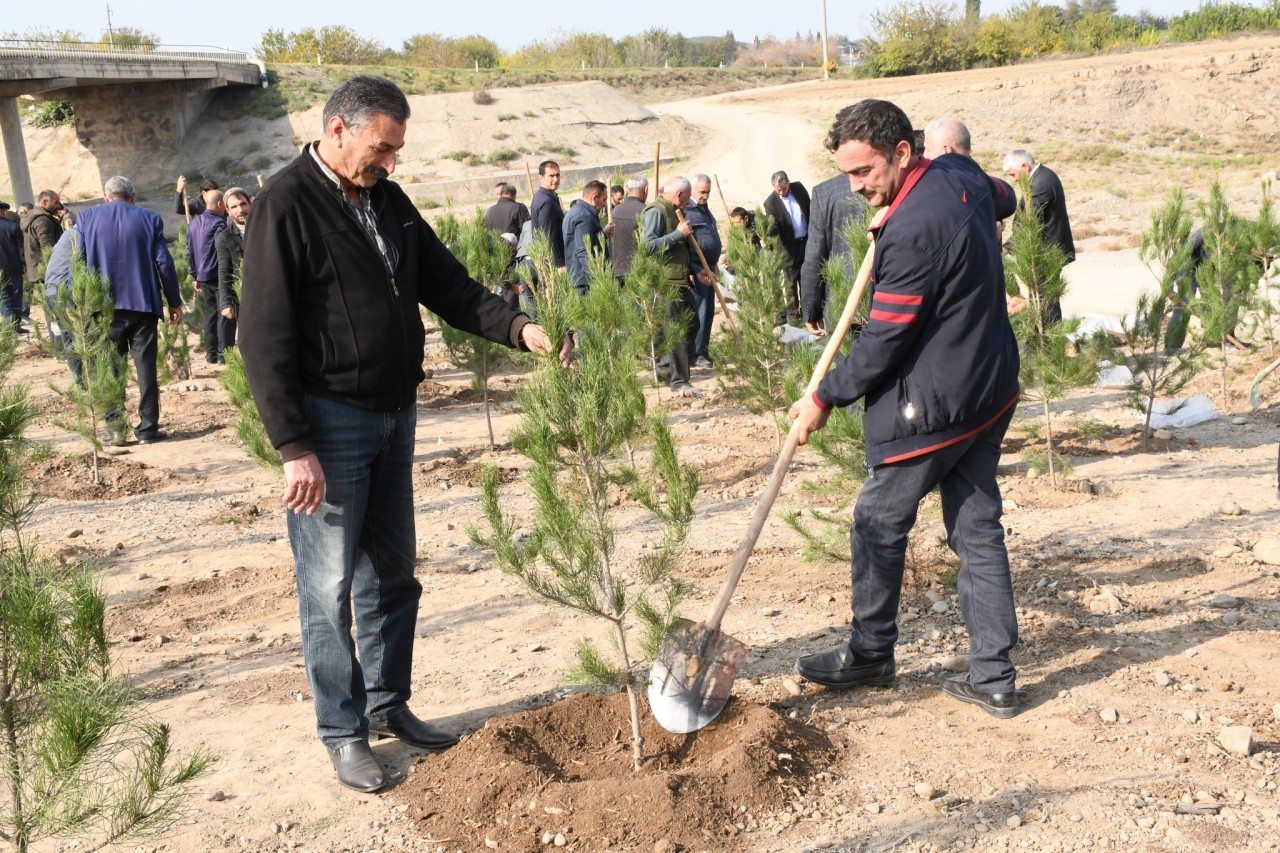 Ağdamda Zəfər Gününə həsr olunmuş ağacəkmə aksiyası təşkil edilib - FOTOLAR