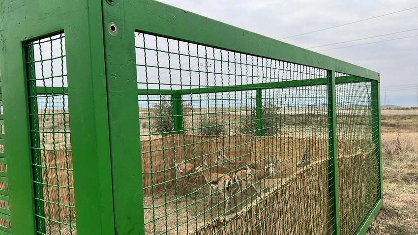 Cəbrayıla yeddi baş ceyran buraxıldı - FOTO