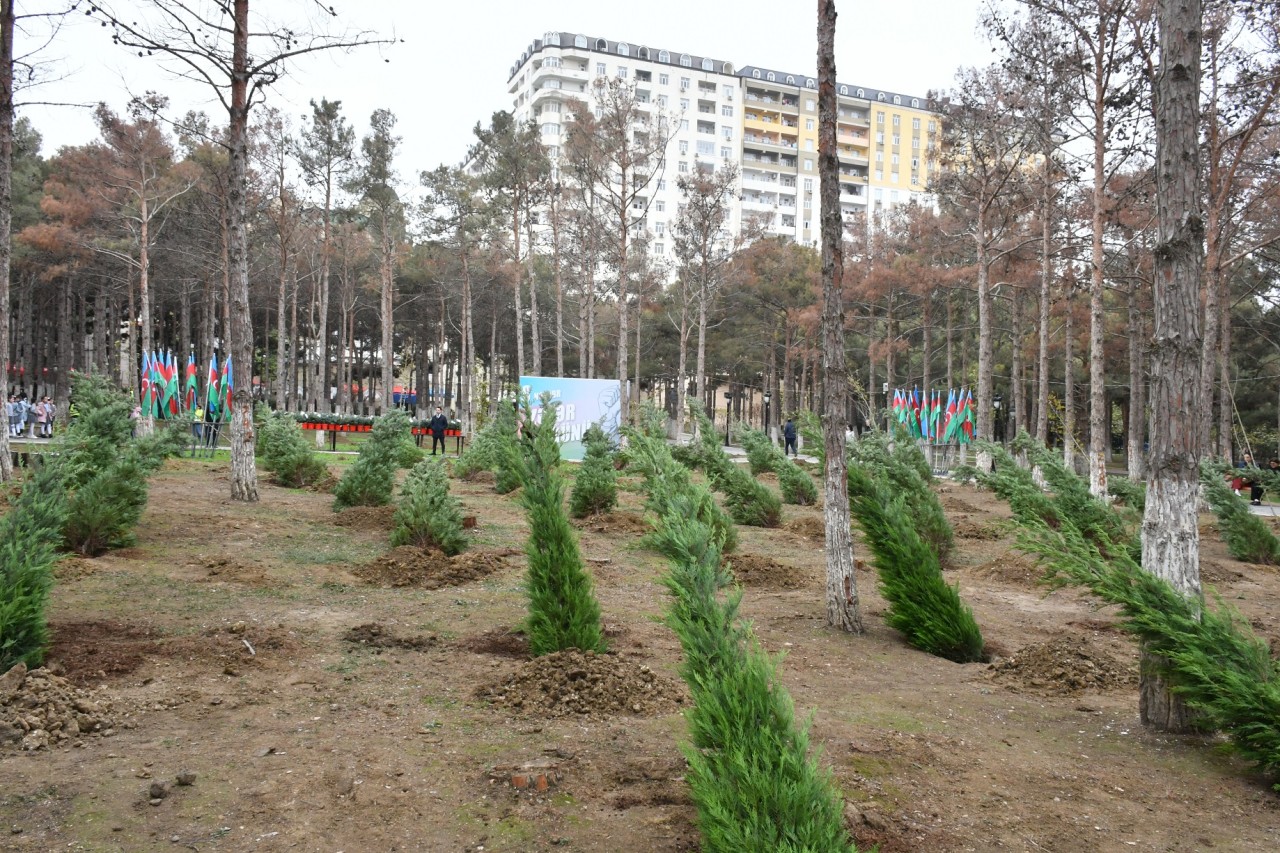 Abşeronda Zəfər Günü ilə bağlı ağacəkmə aksiyası keçirildi - FOTOLAR