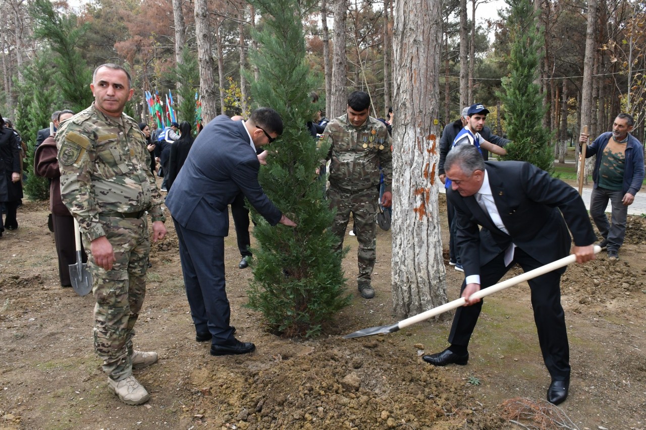Abşeronda Zəfər Günü ilə bağlı ağacəkmə aksiyası keçirildi - FOTOLAR