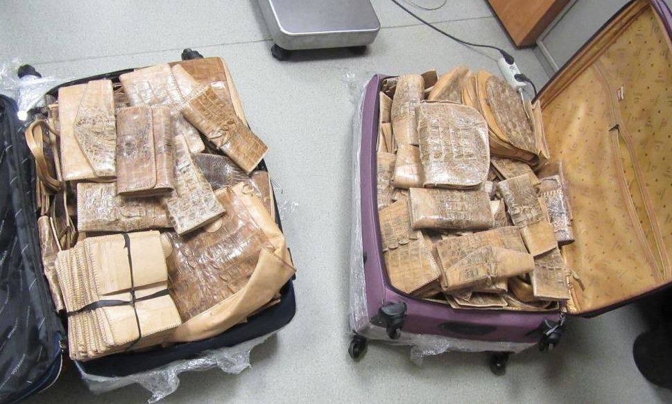 İş adamı timsah və ilan dərisindən hazırlanmış qaçaqmalla saxlanıldı - FOTOLAR