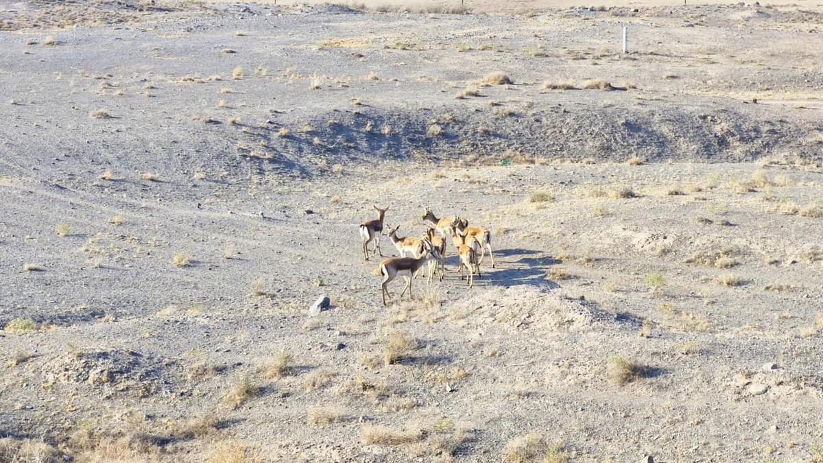 Culfada təbiətə nadir heyvanlar buraxıldı - FOTOLAR