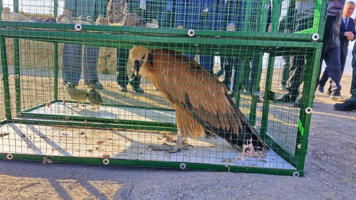 Culfada təbiətə nadir heyvanlar buraxıldı - FOTOLAR