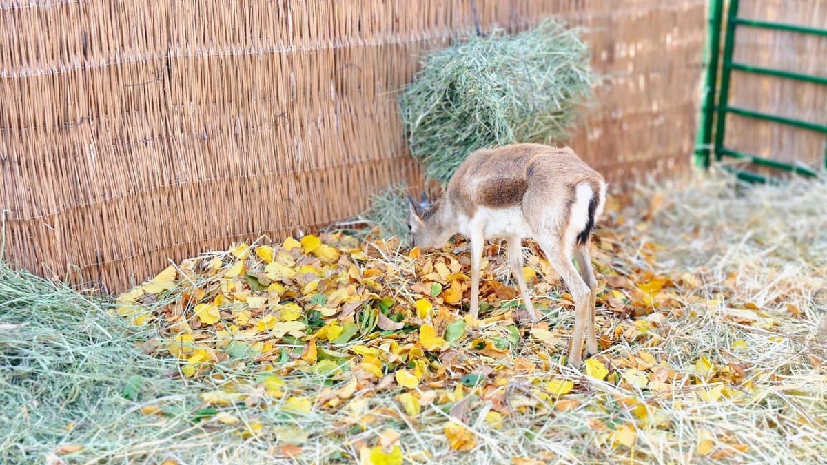 Culfada təbiətə nadir heyvanlar buraxıldı - FOTOLAR