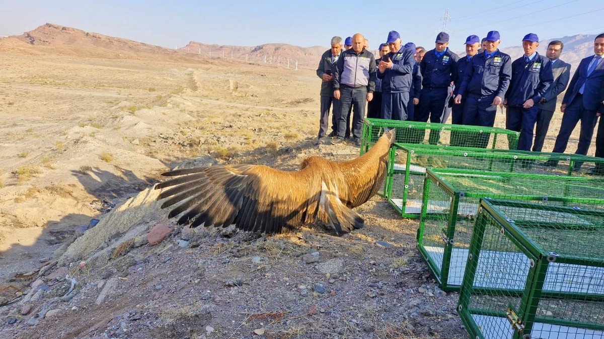 Culfada təbiətə nadir heyvanlar buraxıldı - FOTOLAR