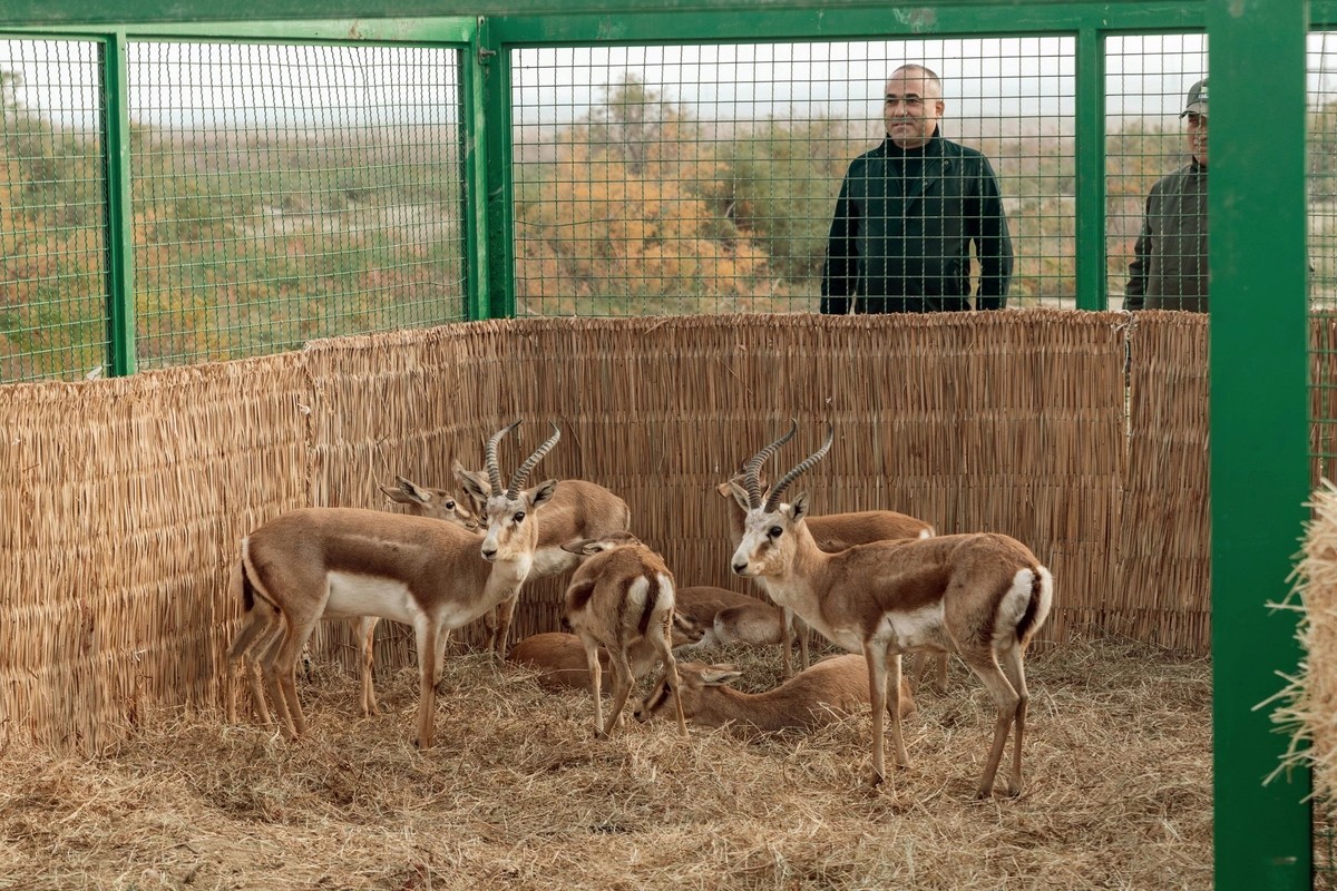 Leyla Əliyeva Mingəçevirdə ekoloji aksiyalarda - FOTOLAR