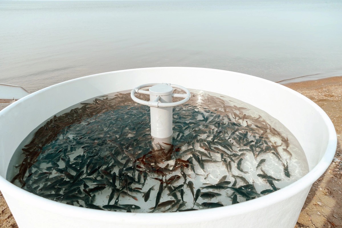 Leyla Əliyeva Mingəçevirdə ekoloji aksiyalarda - FOTOLAR