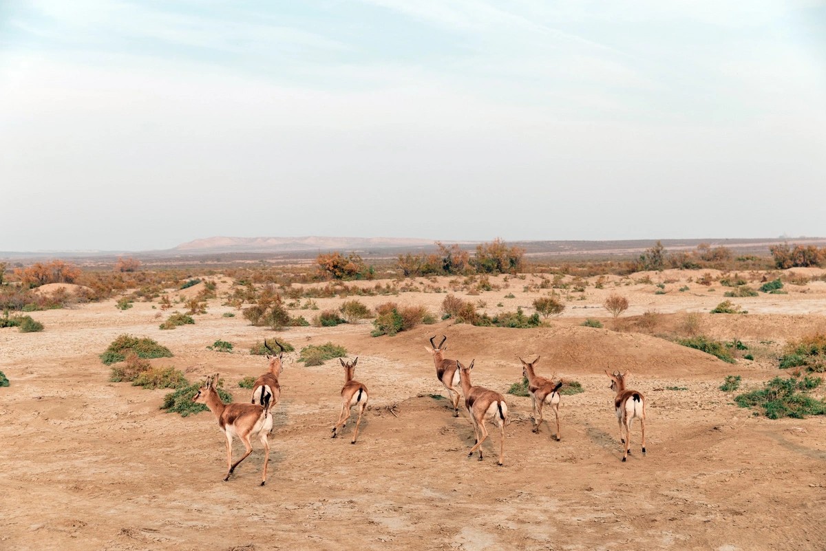 Leyla Əliyeva Mingəçevirdə ekoloji aksiyalarda - FOTOLAR