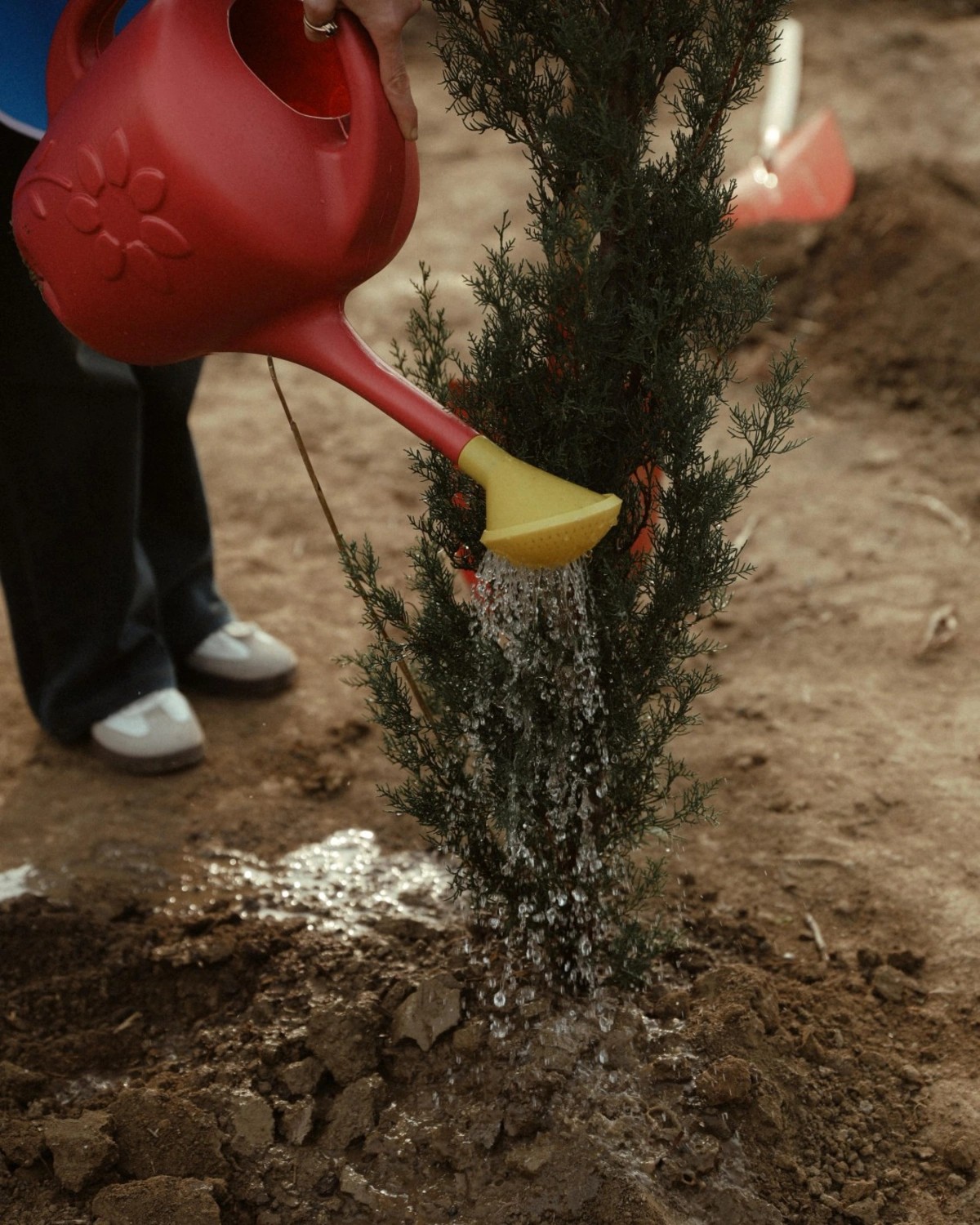 Leyla Əliyeva Mingəçevirdə ekoloji aksiyalarda - FOTOLAR