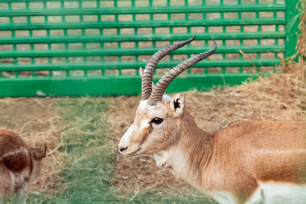 Leyla Əliyeva Mingəçevirdə ekoloji aksiyalarda - FOTOLAR