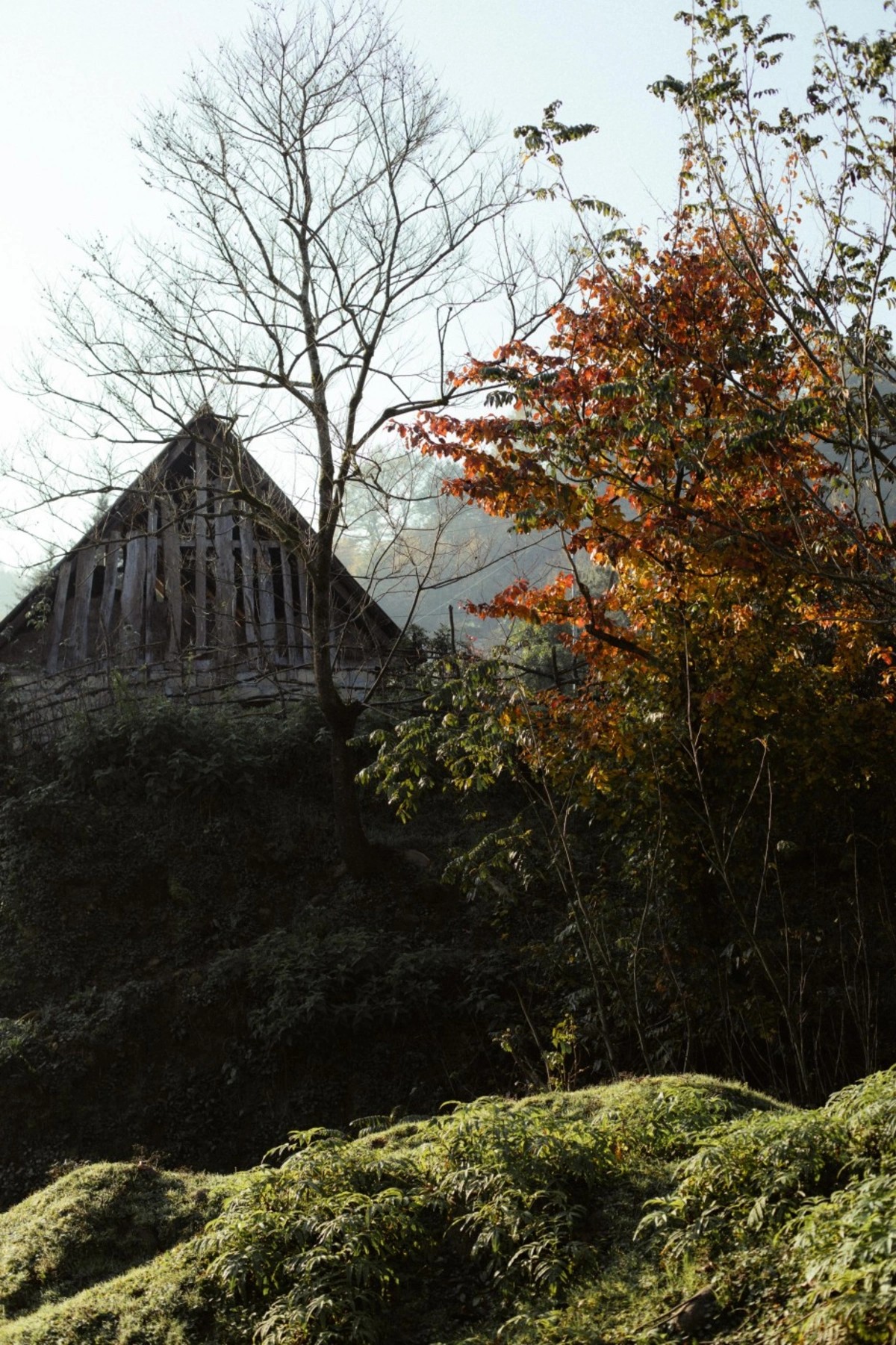 Leyla, Arzu və Alena Əliyevalar ekoloji aksiyalarda - FOTOLAR