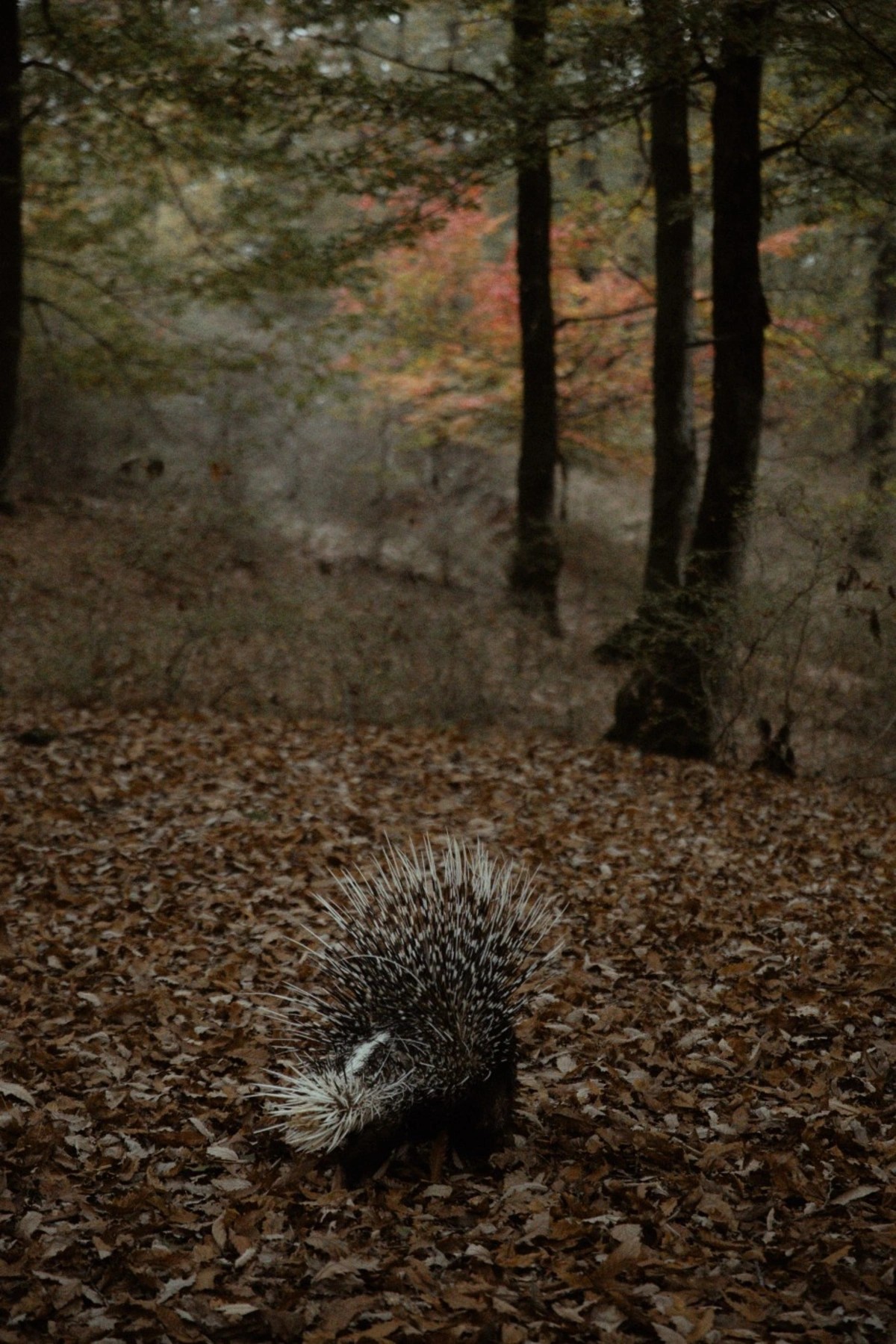Leyla, Arzu və Alena Əliyevalar ekoloji aksiyalarda - FOTOLAR