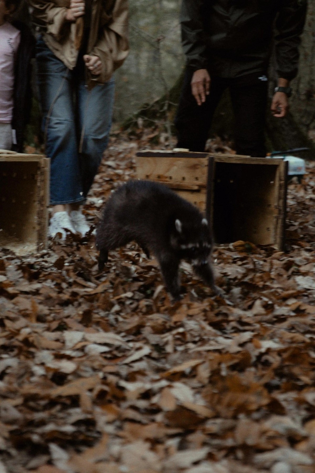 Leyla, Arzu və Alena Əliyevalar ekoloji aksiyalarda - FOTOLAR