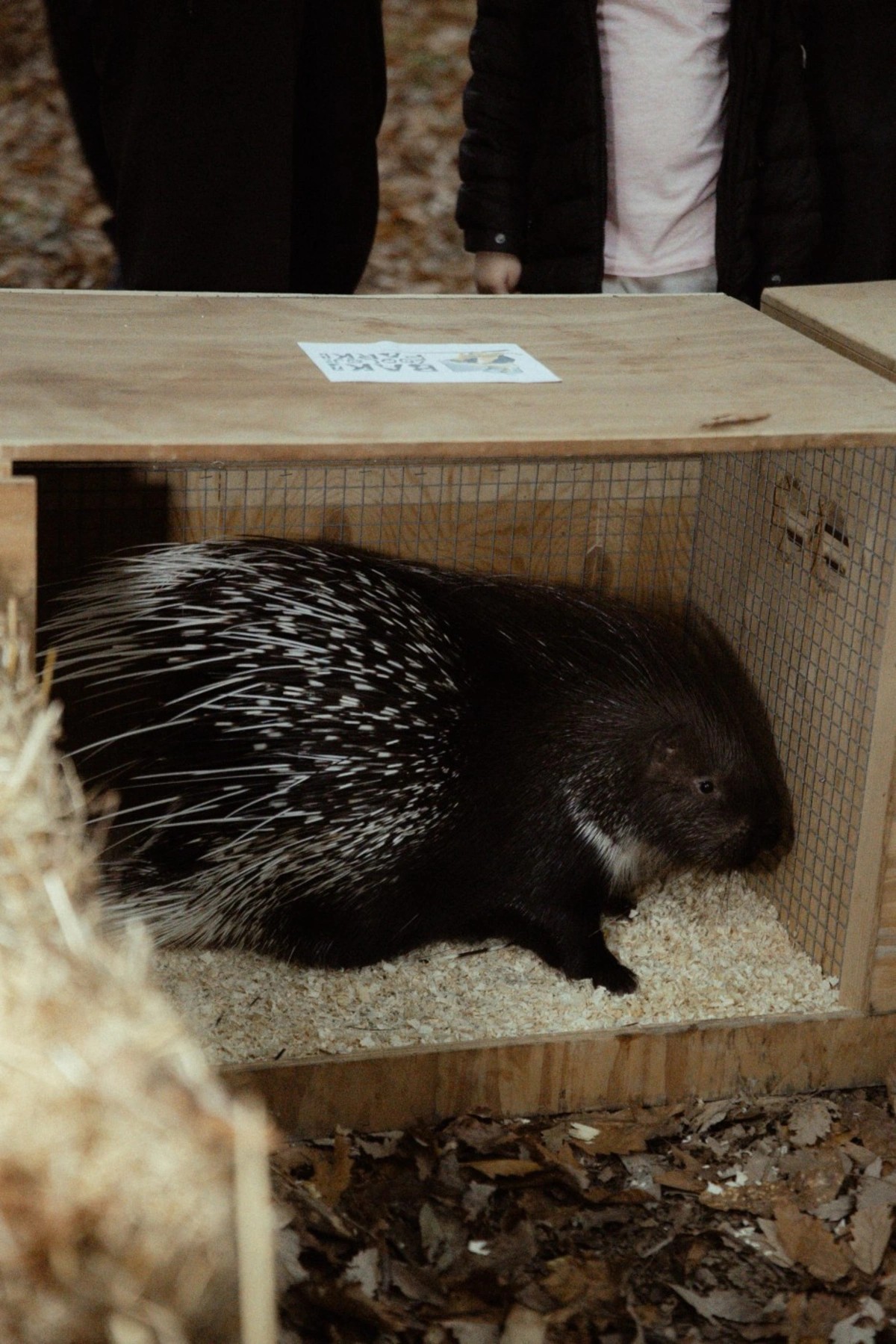 Leyla, Arzu və Alena Əliyevalar ekoloji aksiyalarda - FOTOLAR