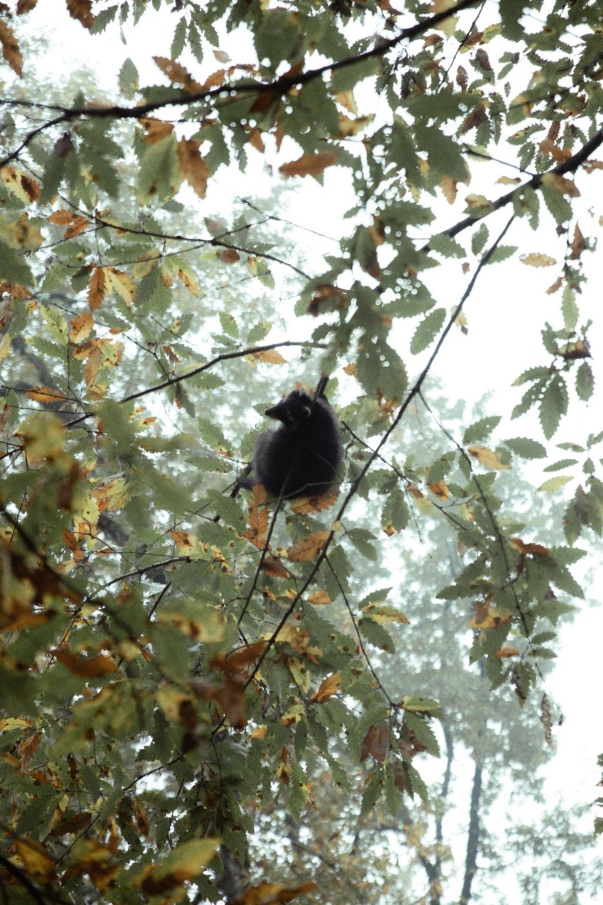 Leyla, Arzu və Alena Əliyevalar ekoloji aksiyalarda - FOTOLAR