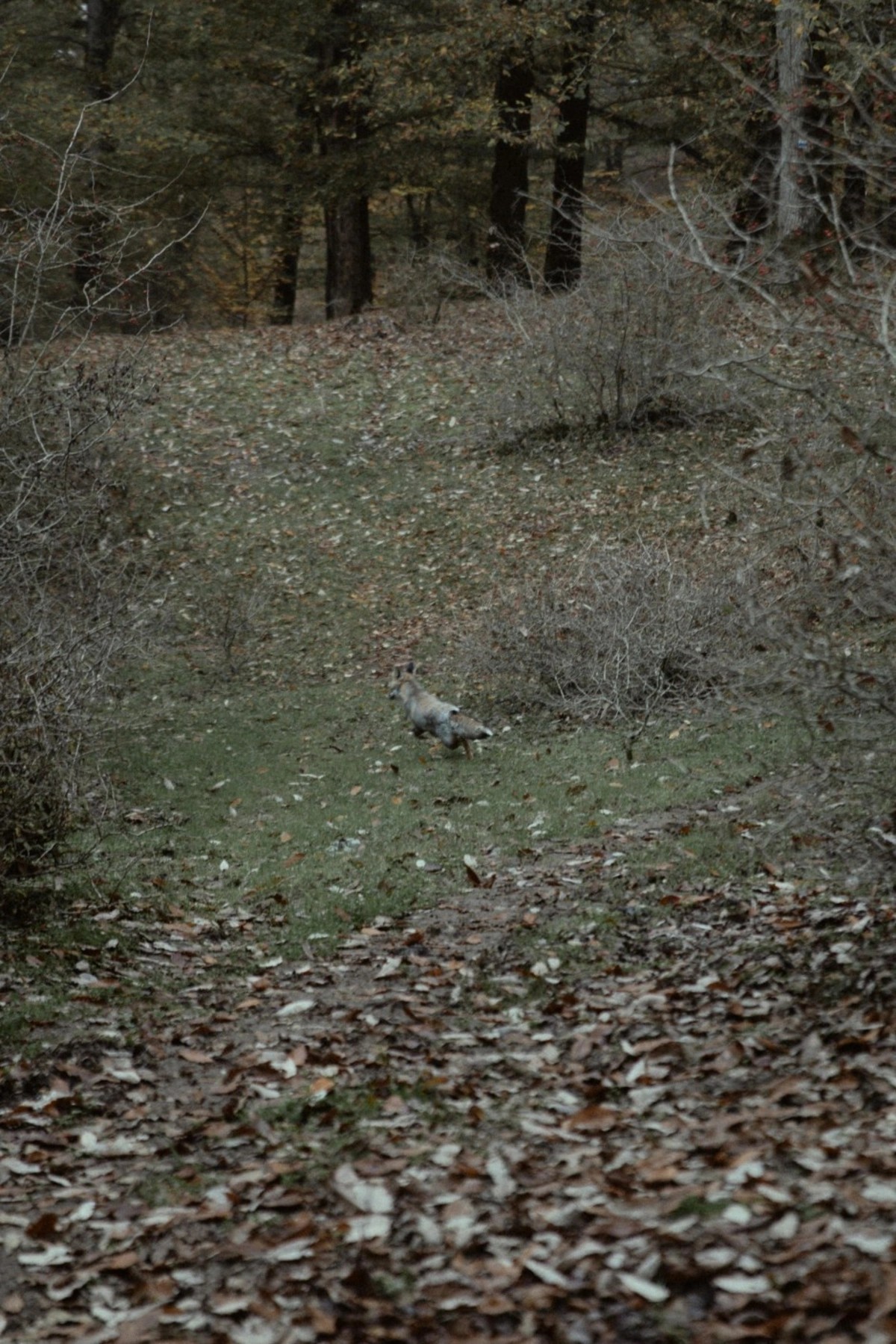 Leyla, Arzu və Alena Əliyevalar ekoloji aksiyalarda - FOTOLAR