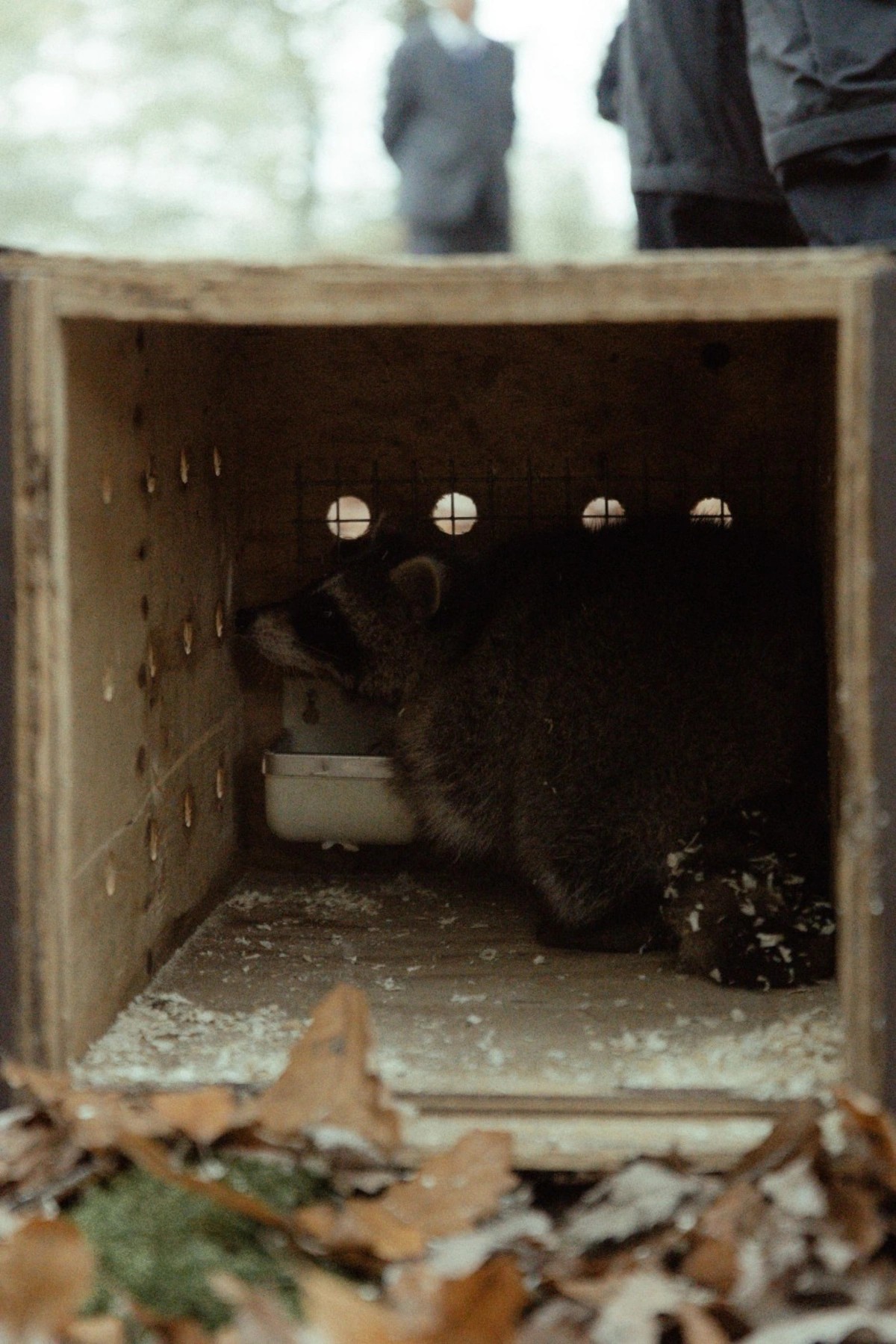 Leyla, Arzu və Alena Əliyevalar ekoloji aksiyalarda - FOTOLAR