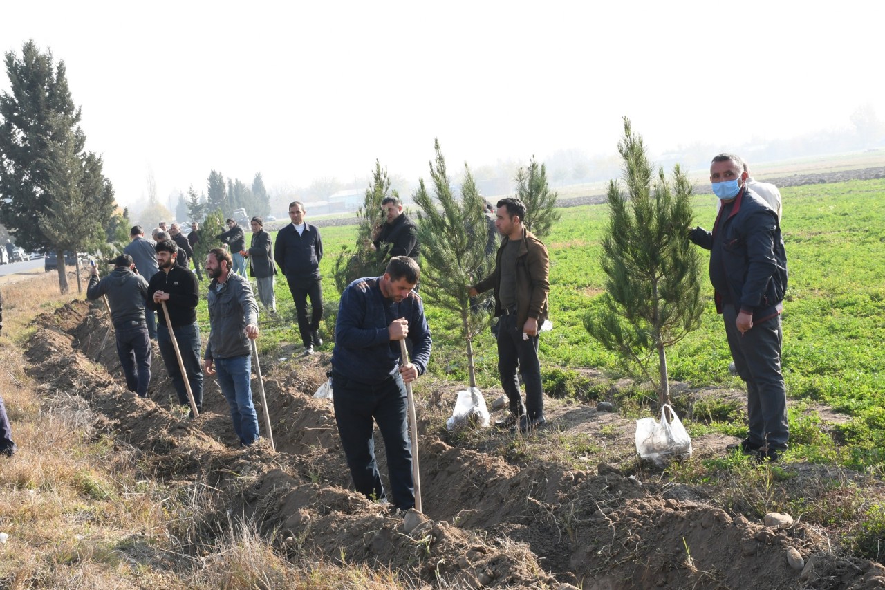 Vaqif Həsənov ağacəkmə aksiyasında - FOTOLAR