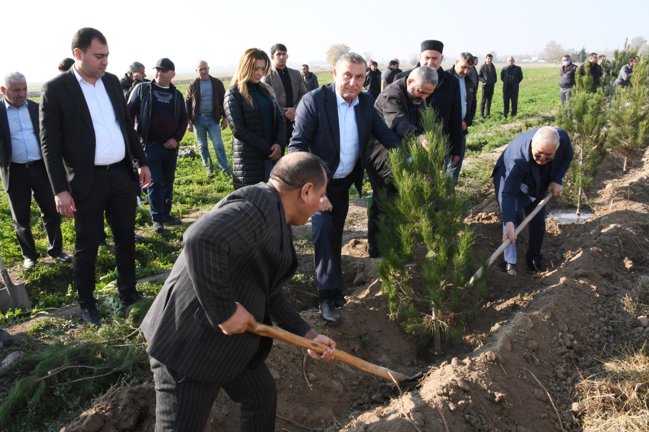 Vaqif Həsənov ağacəkmə aksiyasında - FOTOLAR