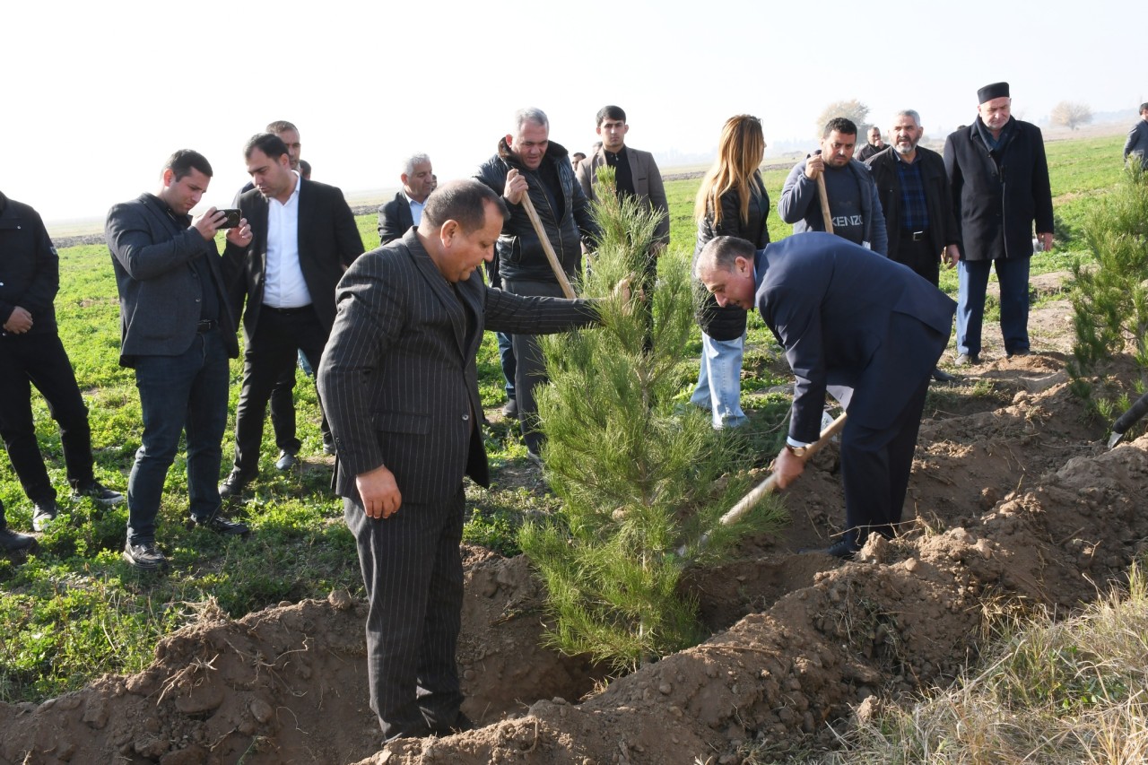 Vaqif Həsənov ağacəkmə aksiyasında - FOTOLAR