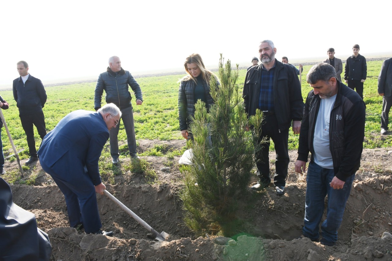 Vaqif Həsənov ağacəkmə aksiyasında - FOTOLAR