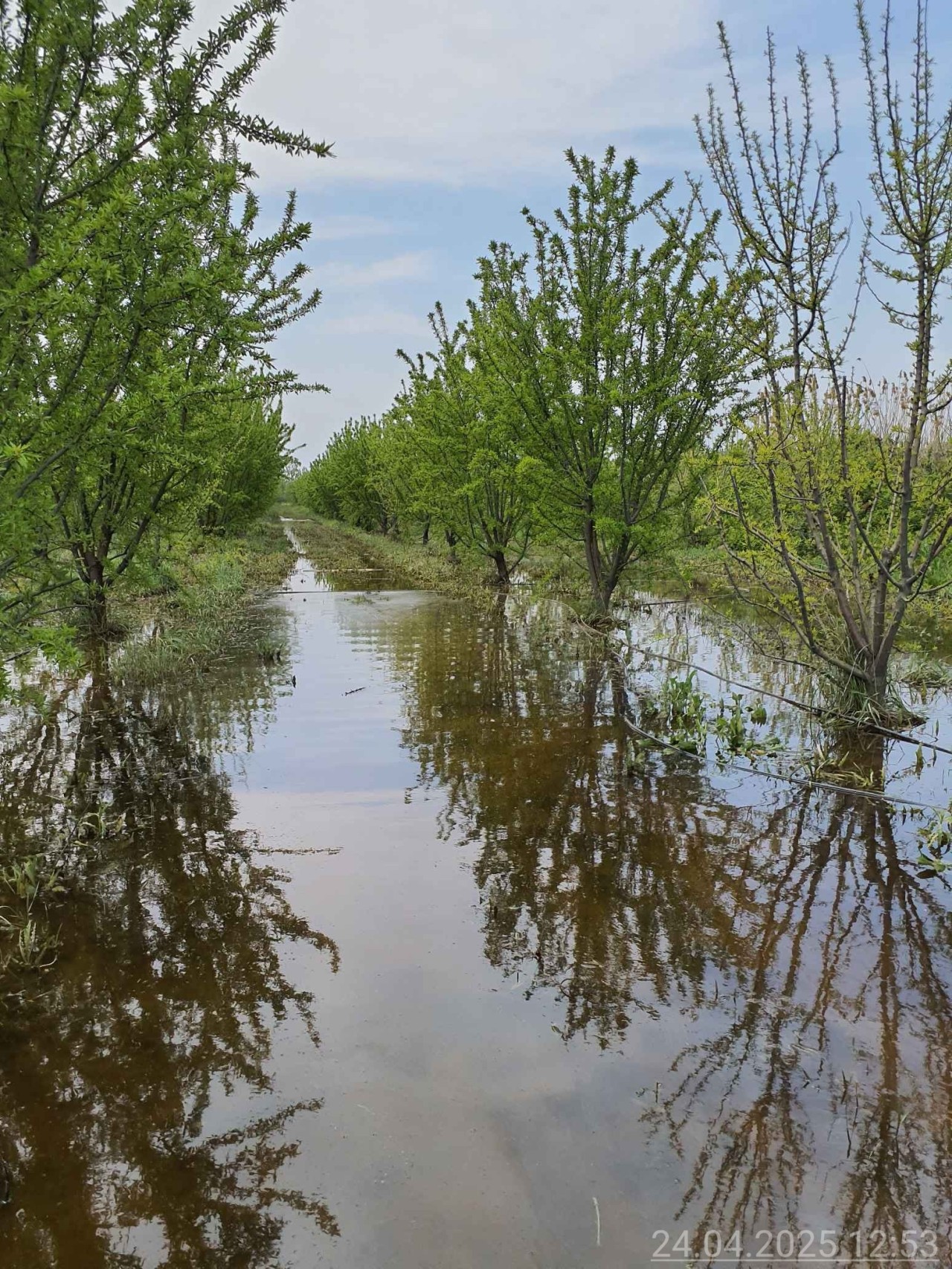Badam bağlarına 200 min manat sığorta ödənişi edildi - SƏBƏB