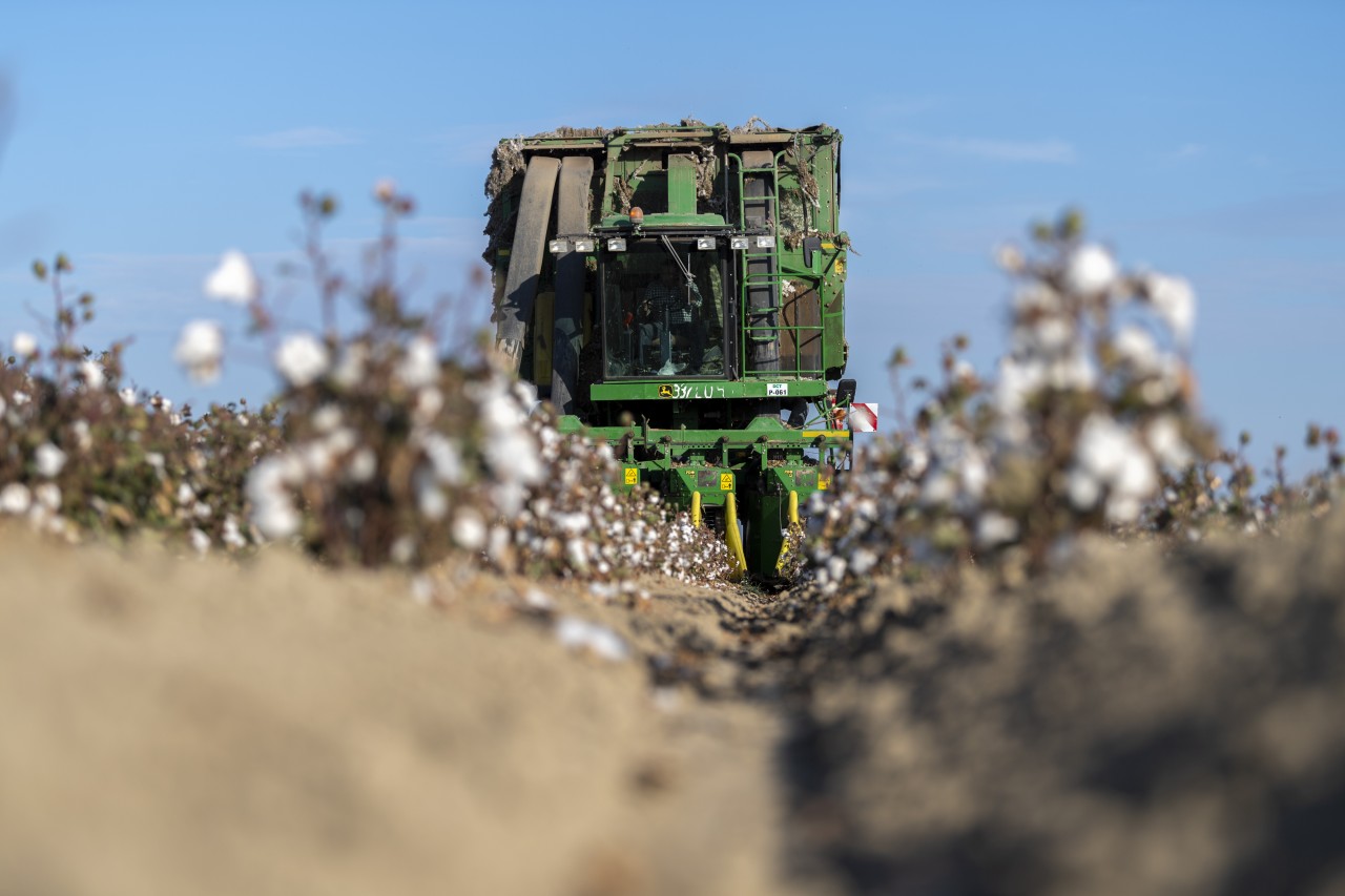Sahələrdən neçə ton pampıq yığılıb? - FOTOLAR