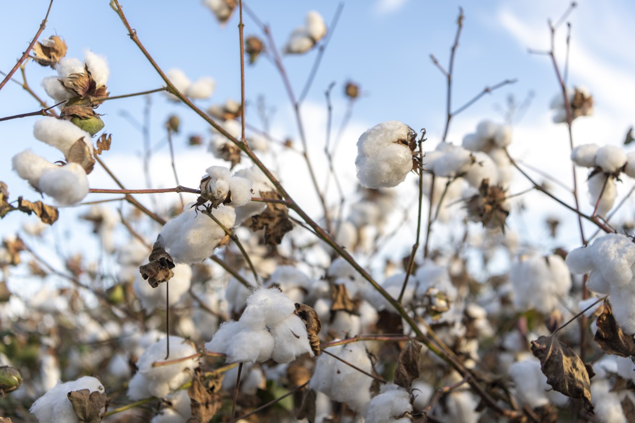 Sahələrdən neçə ton pampıq yığılıb? - FOTOLAR