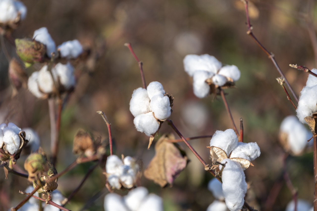 Sahələrdən neçə ton pampıq yığılıb? - FOTOLAR
