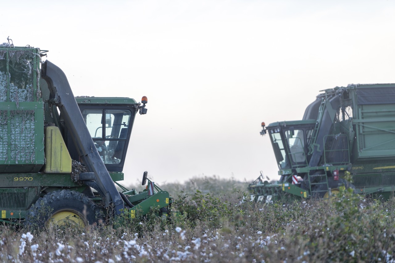 Sahələrdən neçə ton pampıq yığılıb? - FOTOLAR