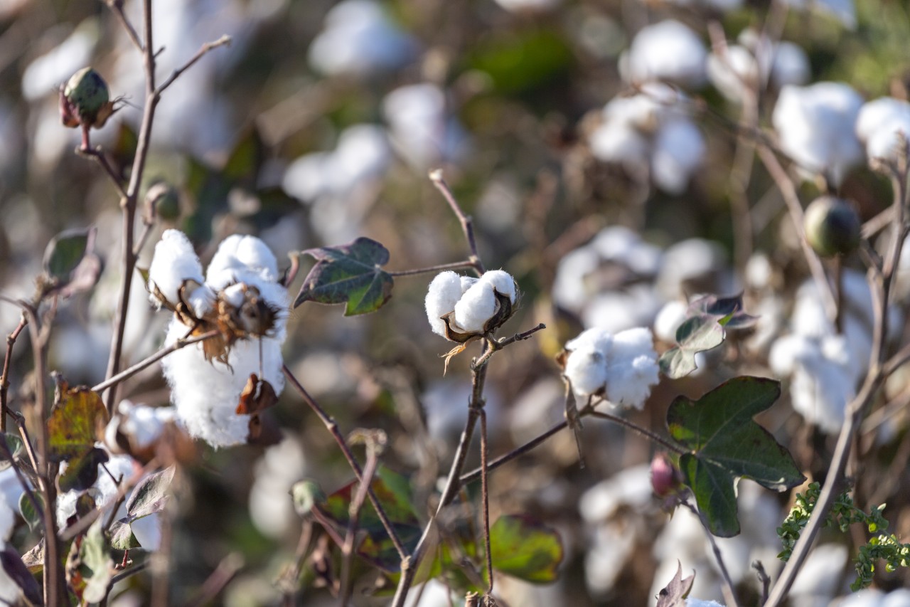 Sahələrdən neçə ton pampıq yığılıb? - FOTOLAR