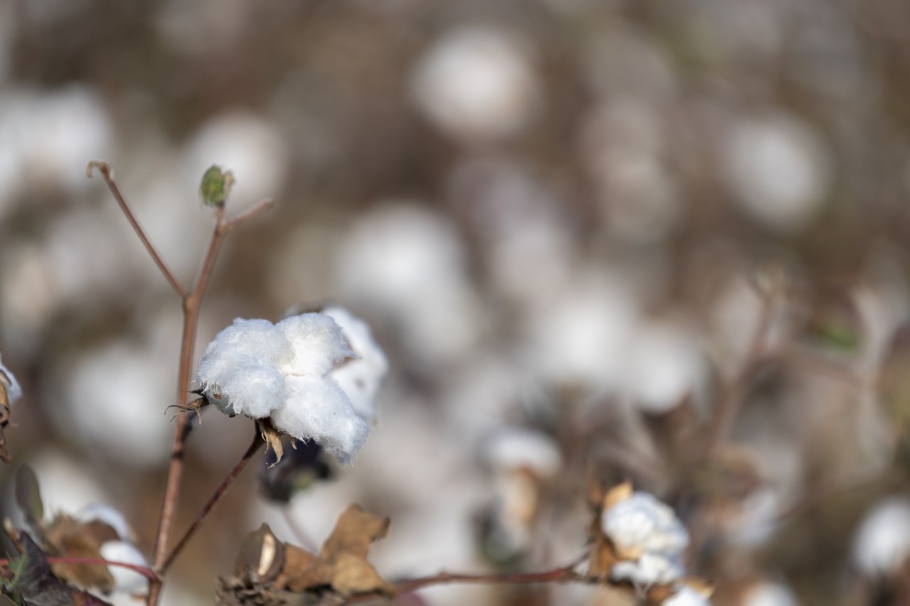 Sahələrdən neçə ton pampıq yığılıb? - FOTOLAR