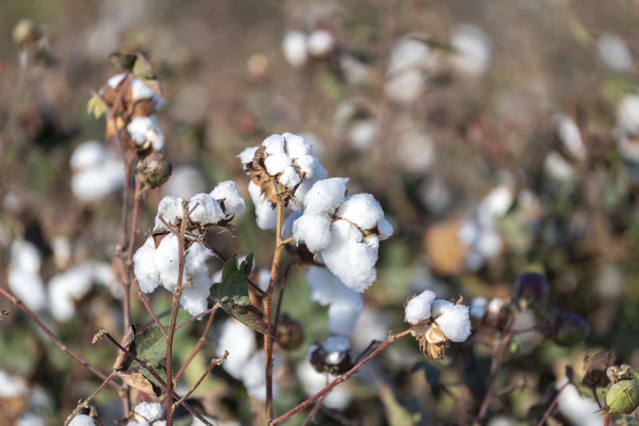 Sahələrdən neçə ton pampıq yığılıb? - FOTOLAR