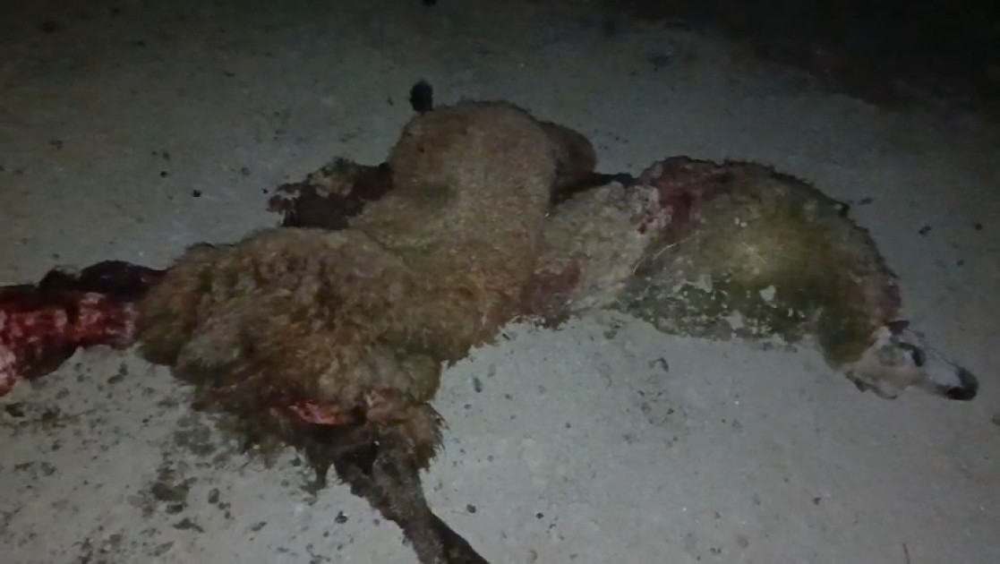 Salyanda yük maşını qoyun sürüsünü vurdu, heyvanlar tələf oldu - FOTOLAR