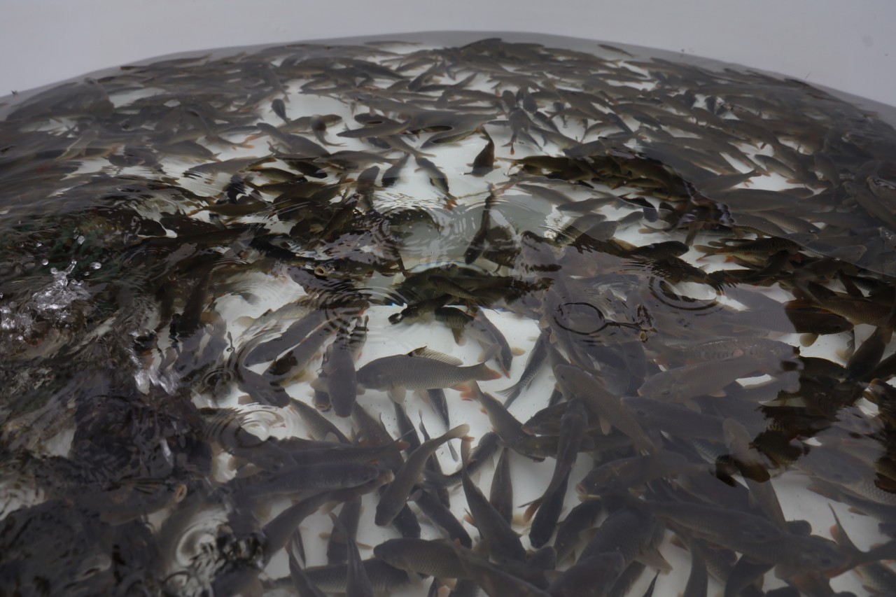 Neftçalada “I Balıq” Festivalı keçirilib - FOTOLAR