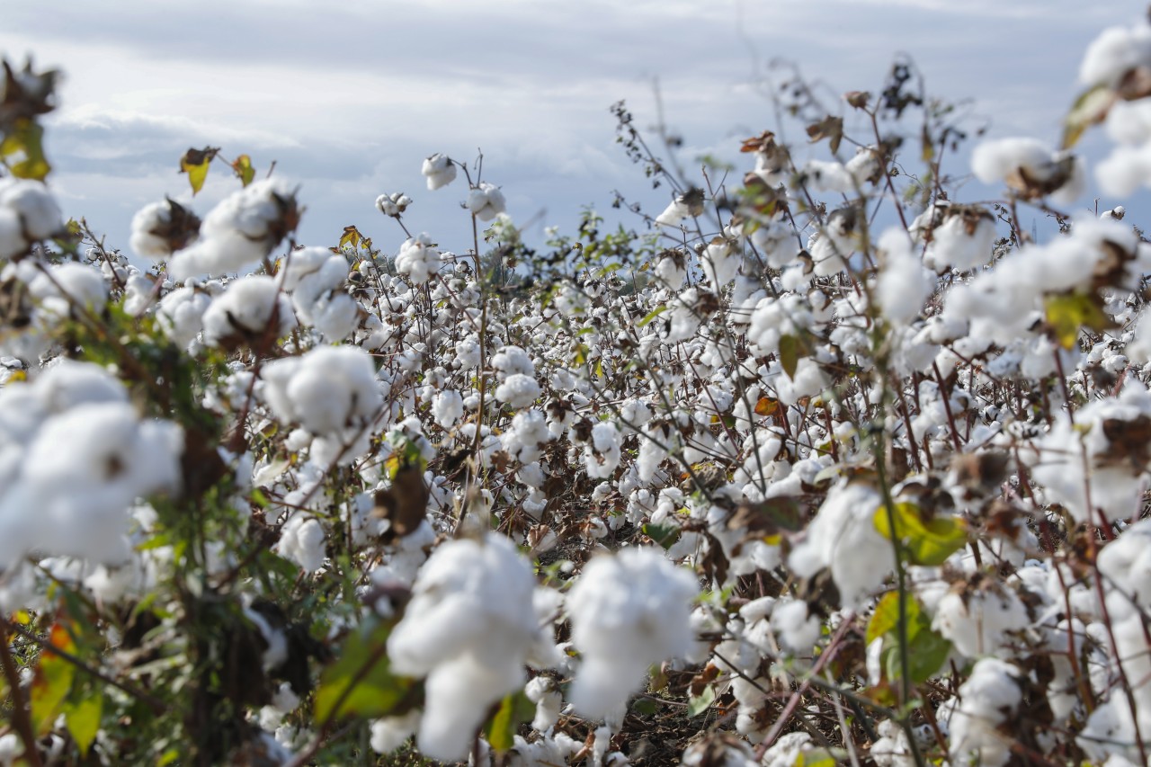 Pambıq yığımında rekord göstəricilər əldə olunur - FOTOLAR