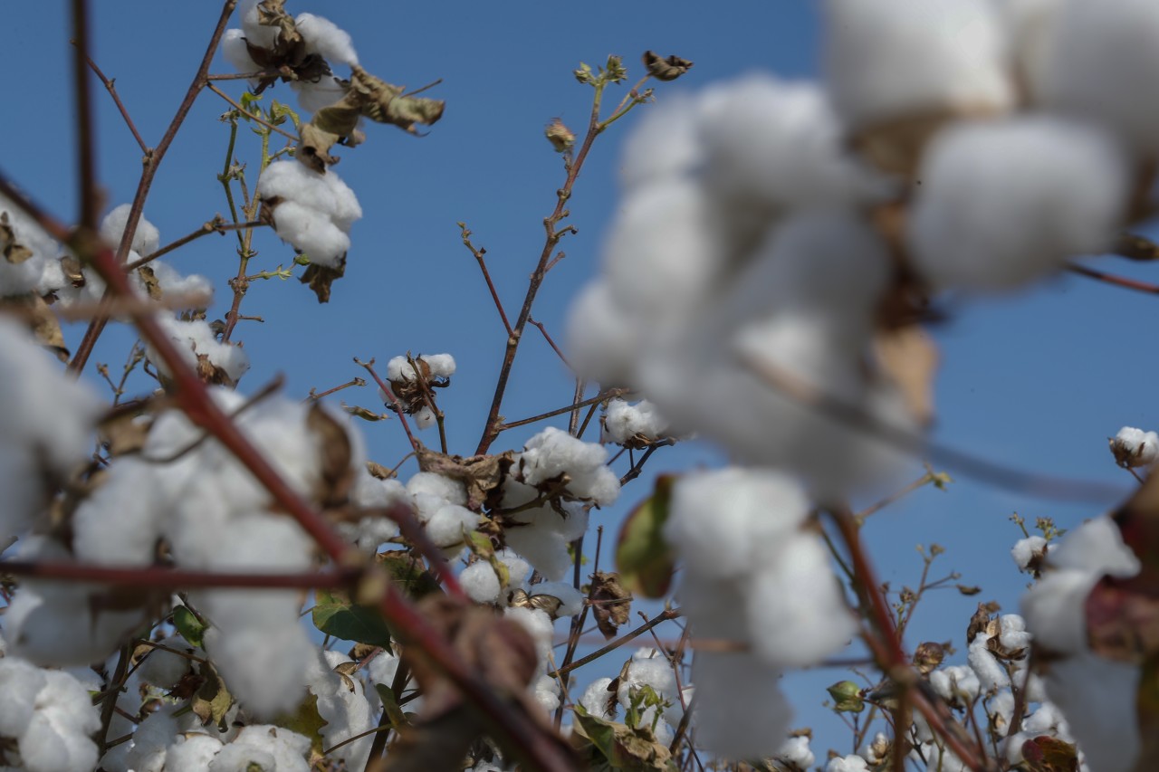 Pambıq yığımında rekord göstəricilər əldə olunur - FOTOLAR