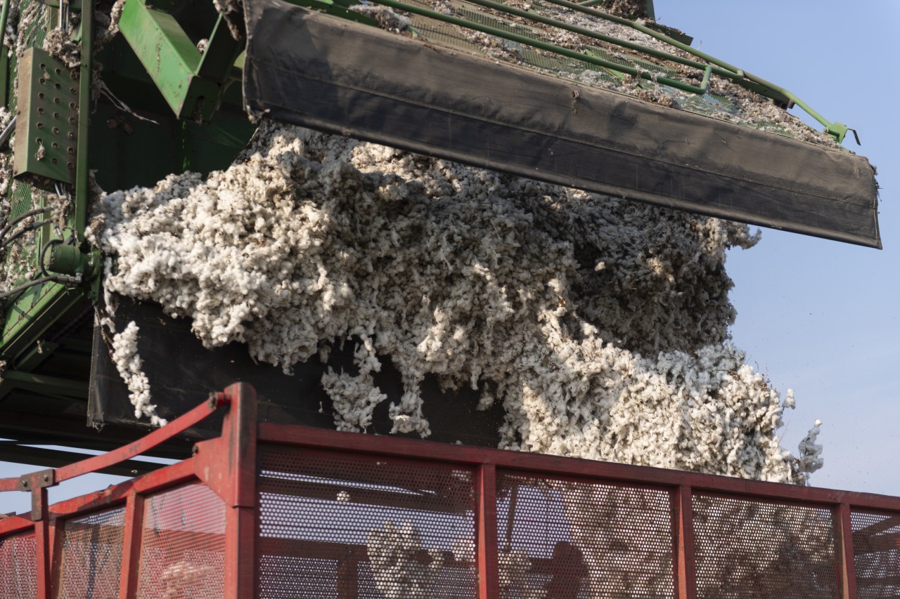 Pambıq yığımında rekord göstəricilər əldə olunur - FOTOLAR