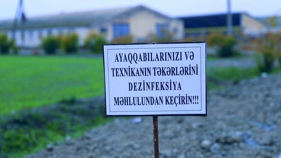 Dabaq xəstəliyi ilə bağlı peyvəndləmə işləri davam edir - FOTOLAR