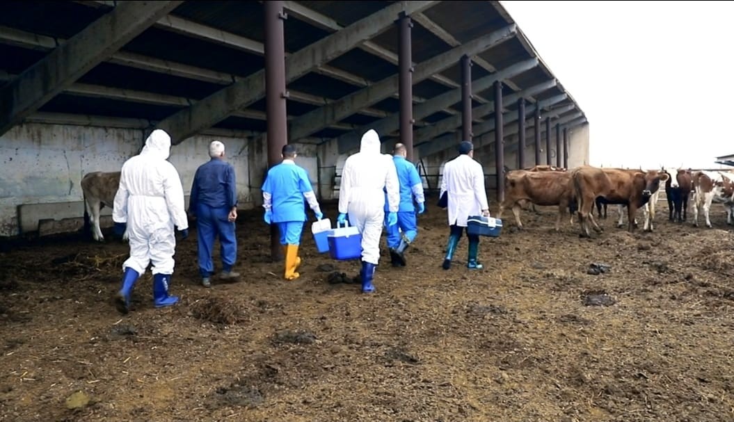 Dabaq xəstəliyi ilə bağlı peyvəndləmə işləri davam edir - FOTOLAR