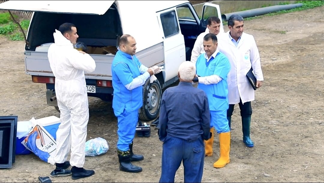 Dabaq xəstəliyi ilə bağlı peyvəndləmə işləri davam edir - FOTOLAR