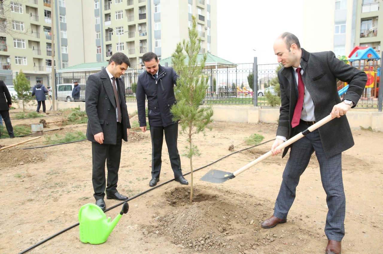 Gəncədə Ümummilli Liderin anım günü ilə əlaqədar ağacəkmə aksiyası keçirilib - FOTOLAR