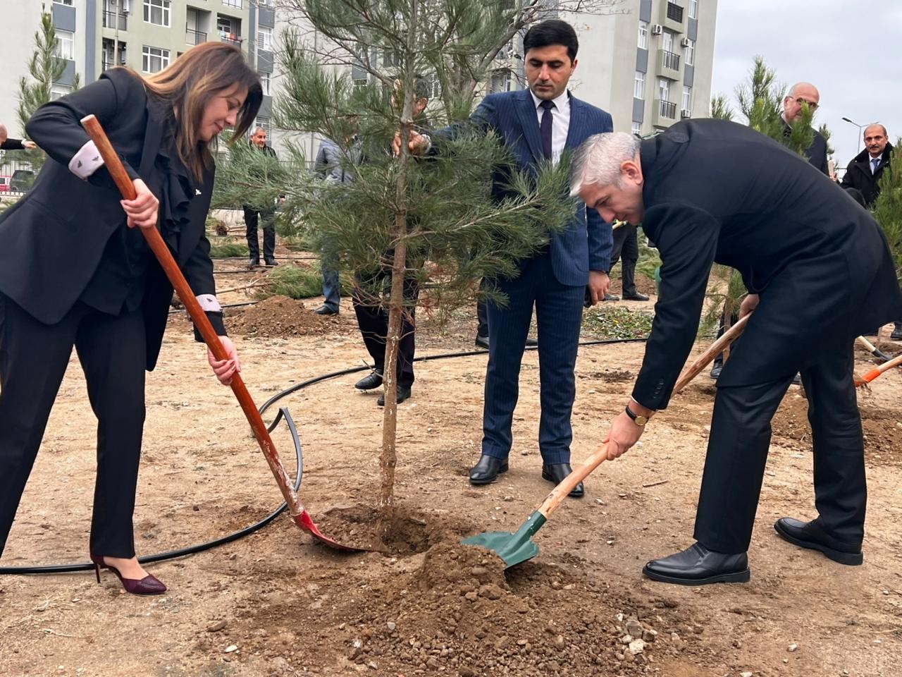 Gəncədə Ümummilli Liderin anım günü ilə əlaqədar ağacəkmə aksiyası keçirilib - FOTOLAR