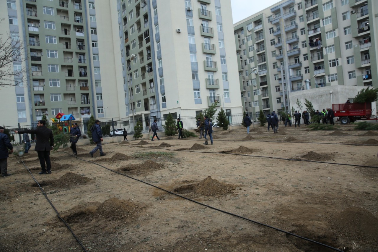 Gəncədə Ümummilli Liderin anım günü ilə əlaqədar ağacəkmə aksiyası keçirilib - FOTOLAR