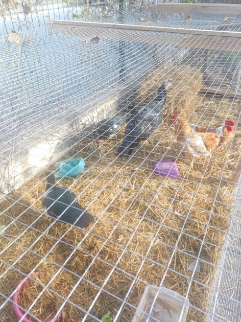 “Sherlock Park” restoranında nöqsanlar aşkarlandı - FOTOLAR